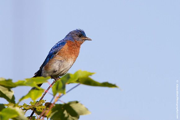 Eastern Bluebird