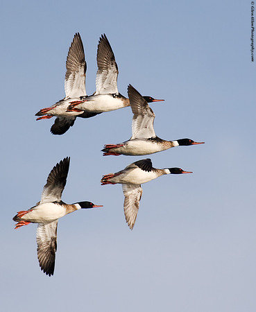Red-breasted Merganser