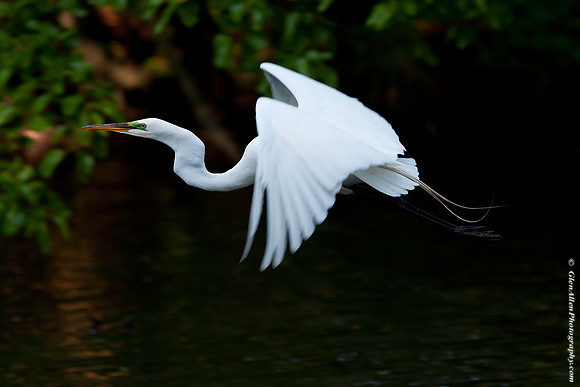 Great Egret