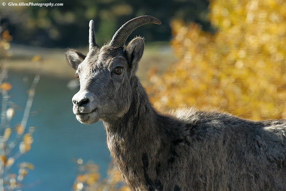 Big Horn Sheep