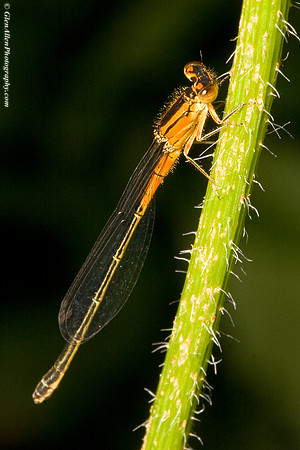 Orange Damselfly