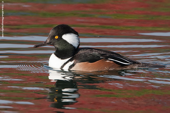 Hooded Merganser