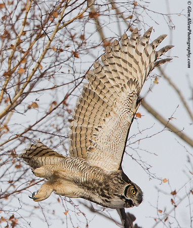 Great Horned Owl