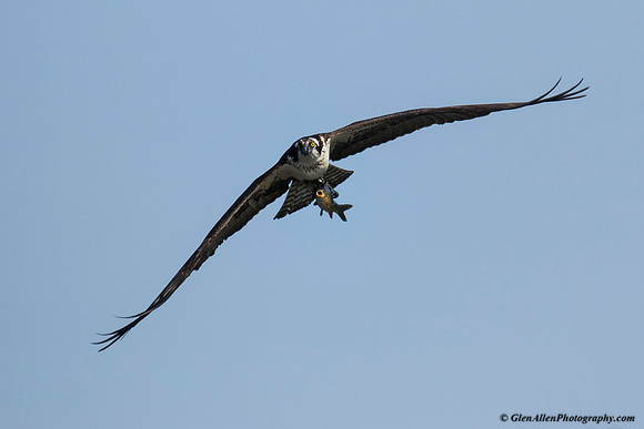 Osprey