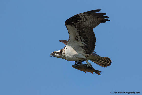 Osprey