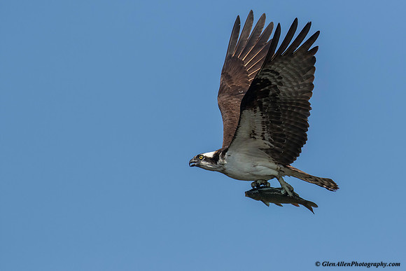 Osprey