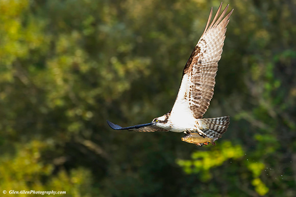Osprey