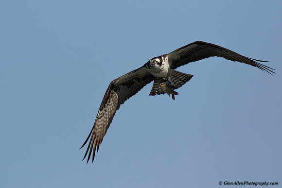 Osprey
