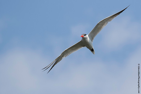 Common Tern