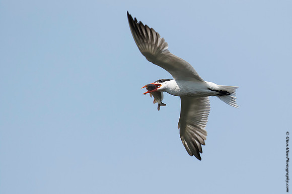 Common Tern