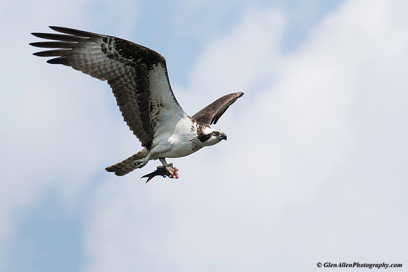 Osprey