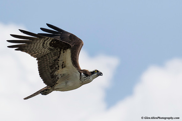 Osprey