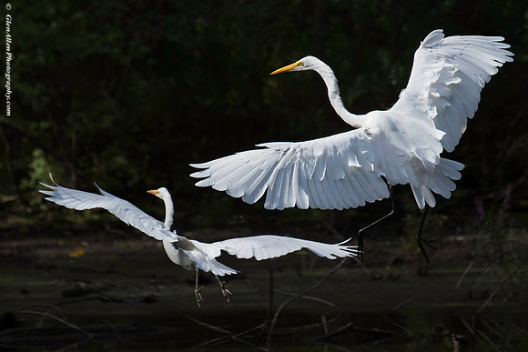 Great Egret