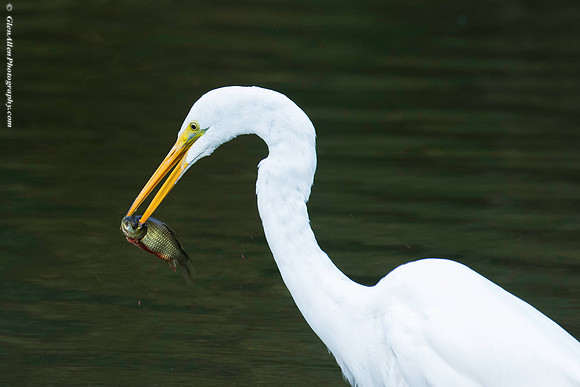 Great Egrets