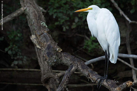 Great Egret