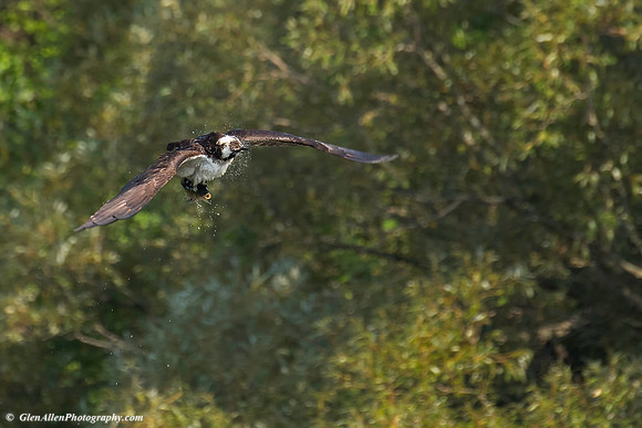 Osprey