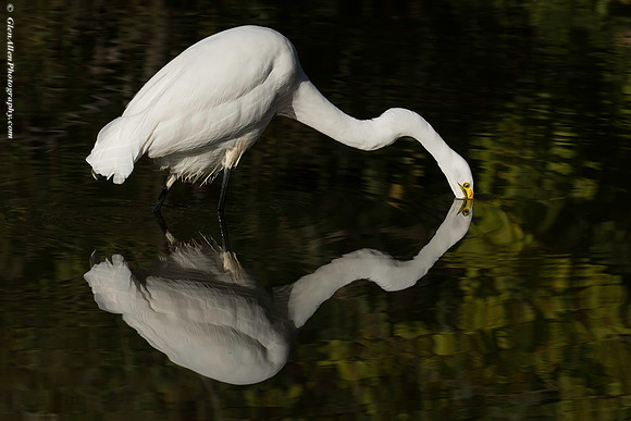 Great Egret