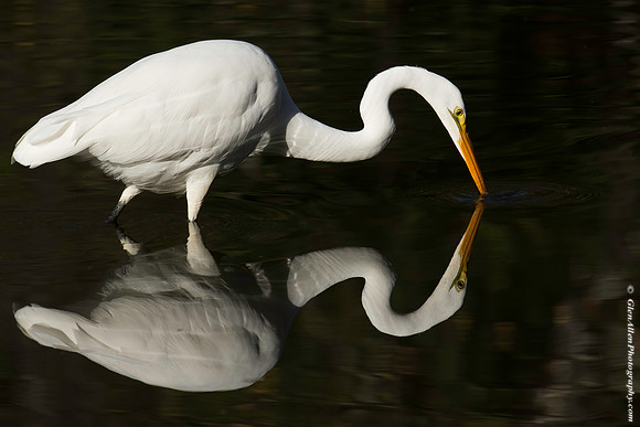 Great Egret