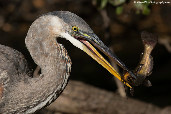Great Blue Heron