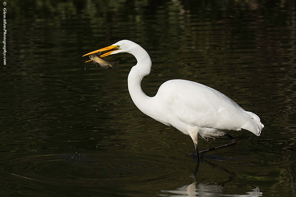 Great Egret