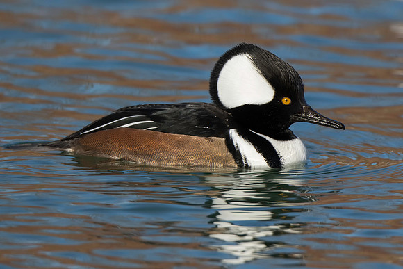 Hooded Merganser