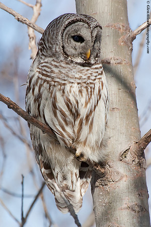 Barred Owl