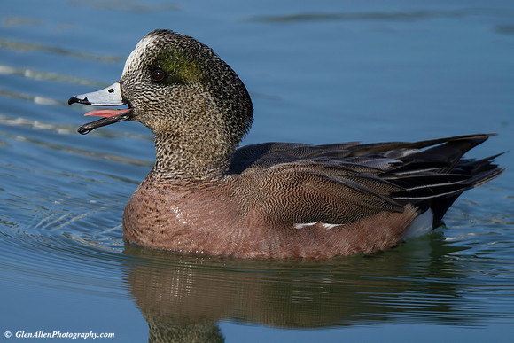 American Wigeon