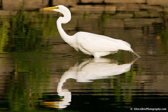 Great Egret