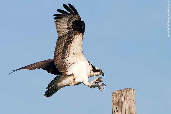 Osprey