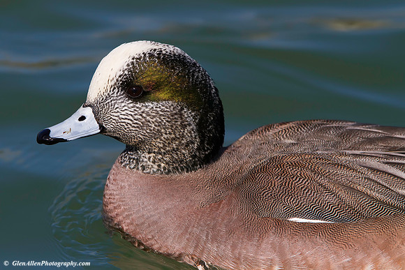 American Wigeon