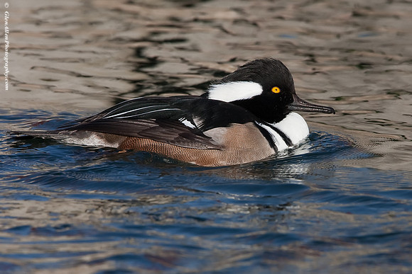 Hooded Merganser