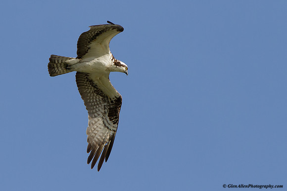 Osprey