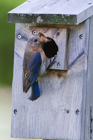 Eastern Bluebird