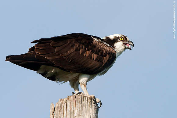 Osprey