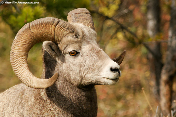 Big Horn Sheep