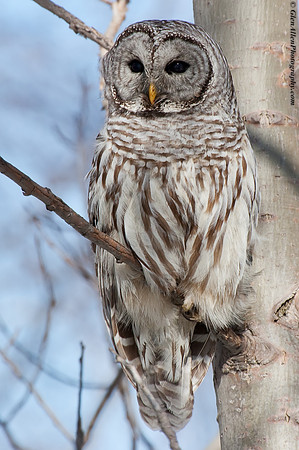 Barred Owl