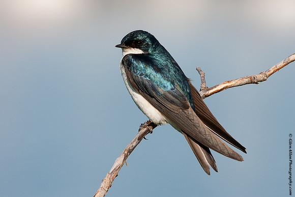 Tree Swallow