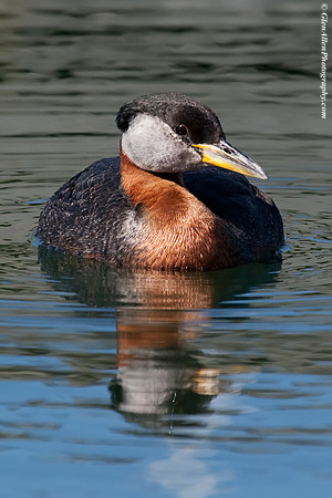 Red-necked Grebe