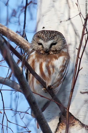 Northern Saw-whet Owl