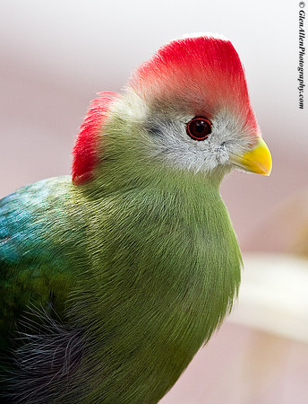 Red Crested Turaco