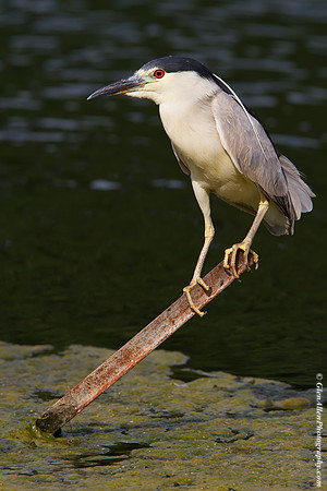 Black-crowned Night-Heron