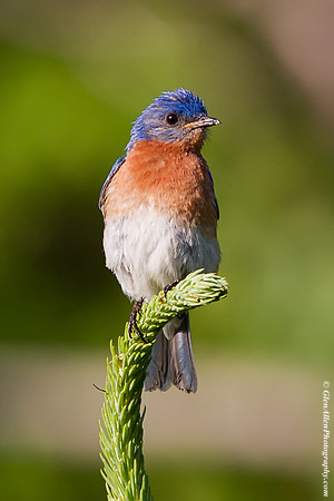 Eastern Bluebird