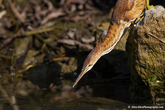 Least Bittern
