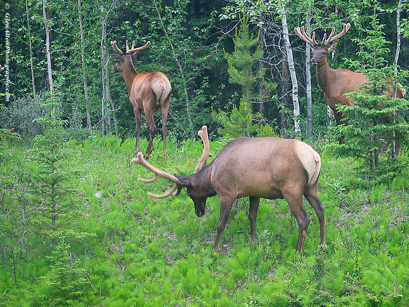 Elk