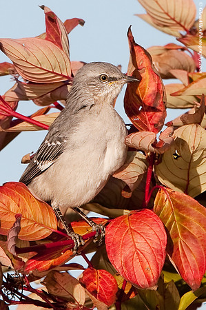 Northern Mockingbird