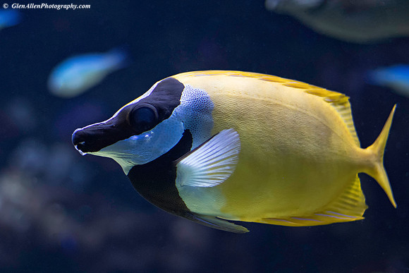 Butterflyfish