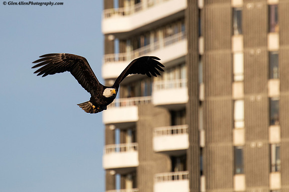 Bald eagle