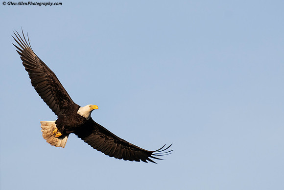 Bald eagle