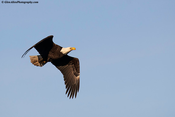 Bald eagle