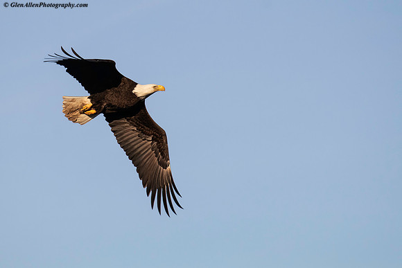 Bald eagle